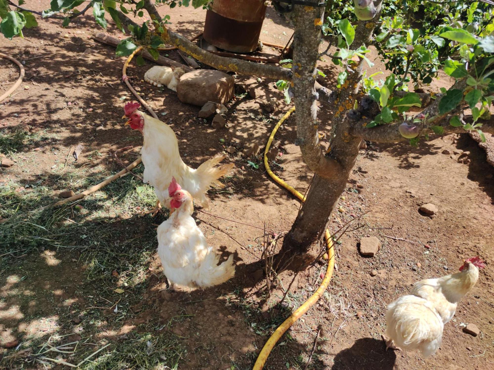Finca El Cercadillo Gáldar Dış mekan fotoğraf